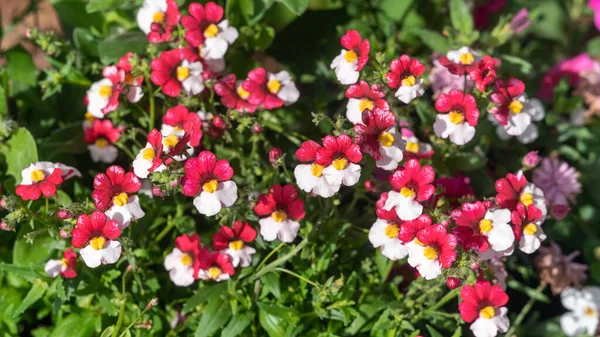 Κόκκινα Και Λευκά Λουλούδια Νεμέζια Στον Κήπο Εικόνα Αρχείου