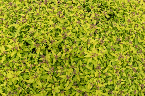 Infiorescenze Spiraea Japonica Nel Giardino — Foto Stock