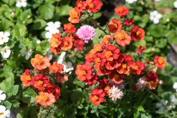 Bright red Nemesia flowers in the garden, background. — Stock Photo, Image