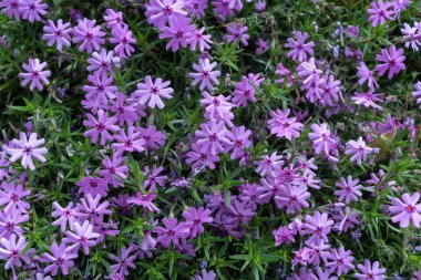 Mor çiçekler Phlox subulata bahçede, arka planda..