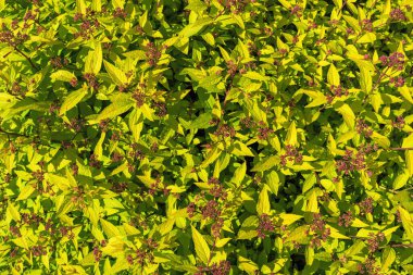 Red flowers and bright foliage of spiraea japonica, background.