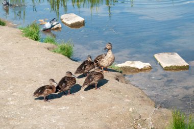 Gölün kıyısında ördek yavrusu olan bir ördek..