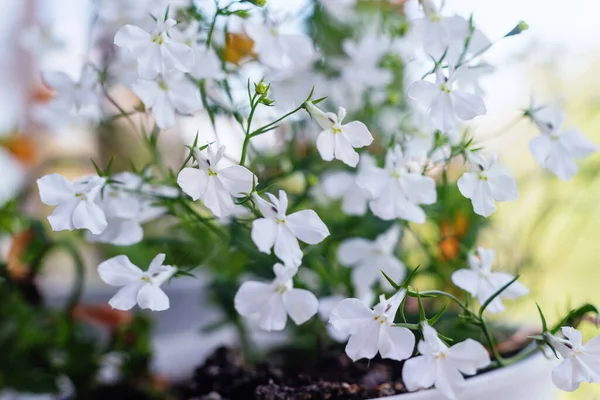 Lobelia erinus flores blancas en el jardín, enfoque selectivo. Imagen De Stock