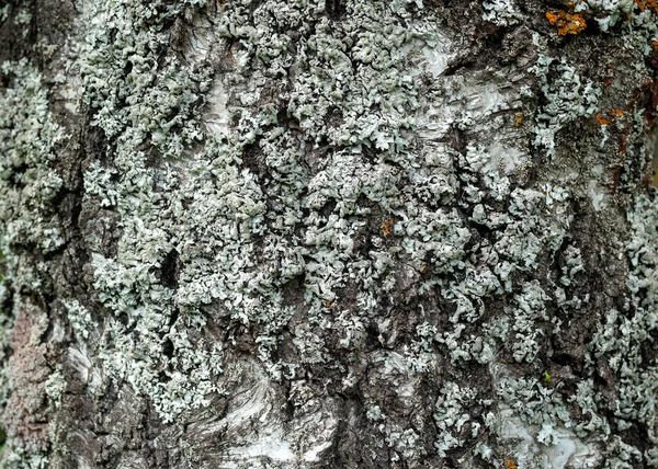 Liquen blanco en la corteza de abedul, fondo. — Foto de Stock