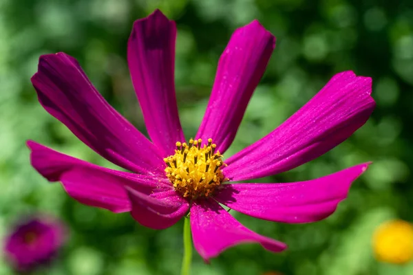 Close up purple Cosmos flower in the garden. — Stock Photo, Image