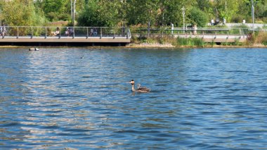 Podiceps kriterli ördek gölde yüzer sırtında bir civcivle.