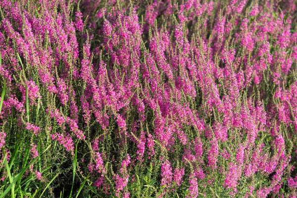 Lila Blüten Calluna Vulgaris Garten — Stockfoto