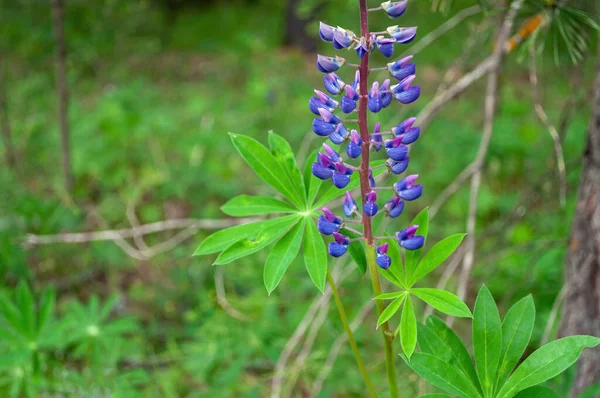 Lila Lupinusblüten im Garten, Hintergrund. — Stockfoto