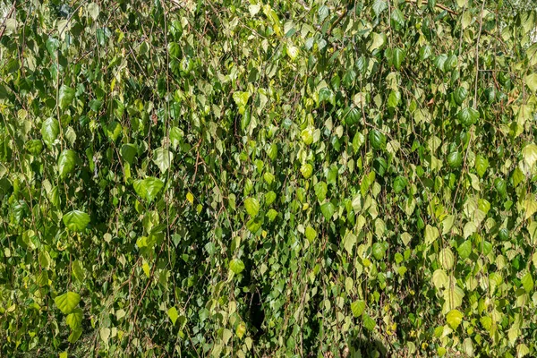Follaje verde de Betula pendula, abedul llorón, fondo. — Foto de Stock
