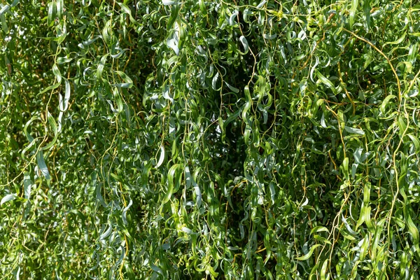 Follaje verde salix babylonica, sauce llorón, fondo. — Foto de Stock