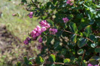 Bahçedeki Symphoricarpos dalında pembe meyveler.