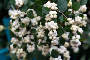 Symphoricarpos albusunda beyaz meyveler, arka plan.