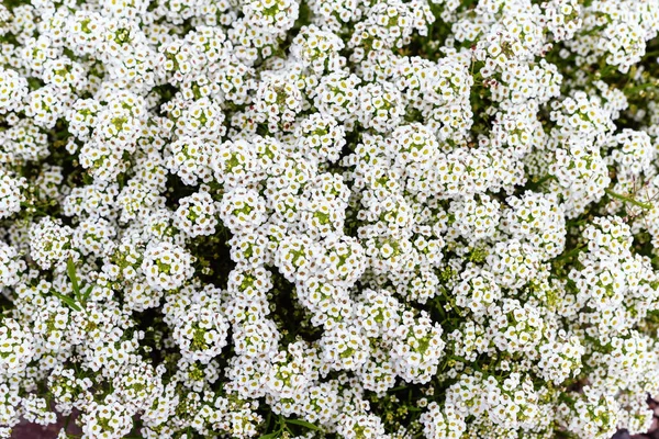 Białe Lobularia Maritima Kwiaty Ogrodzie — Zdjęcie stockowe