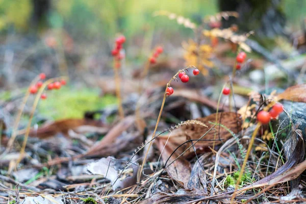 Rote Convallaria-Beeren im Herbstwald, geringe Schärfentiefe. — Stockfoto