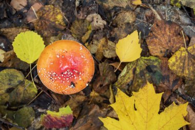 Sonbahar ormanlarında tepedeki kırmızı şapka agarik uçar, amanita.