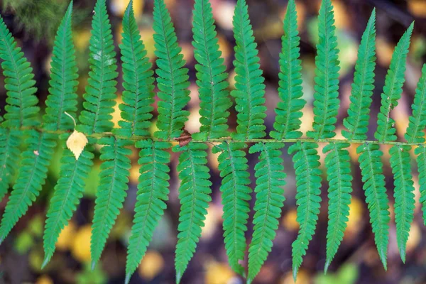 Hoja de helecho verde en el bosque otoñal, hoja de polipodiophyta, fondo. — Foto de Stock