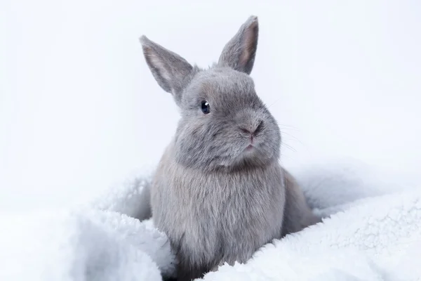 Conejo gris sentado — Foto de Stock