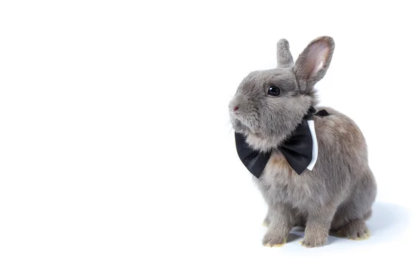 Fluffig grå kanin med fluga — Stockfoto