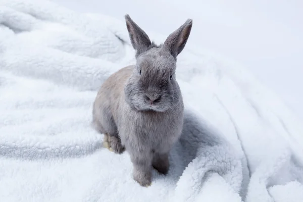 Gray rabbit sitting — Stock Photo, Image