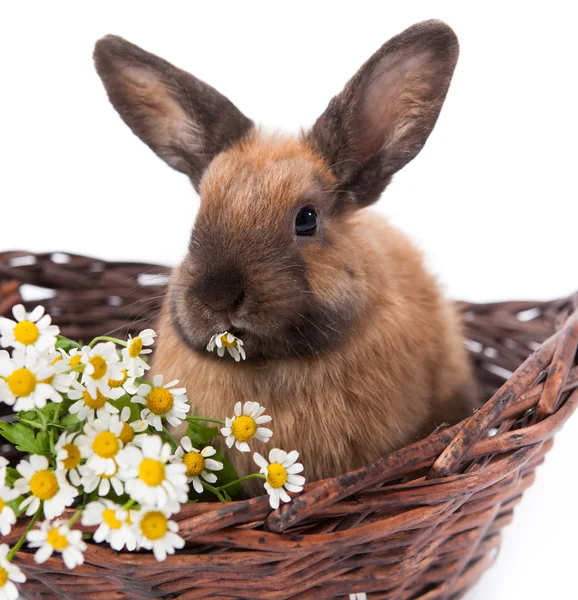 Коричневий кролик сидить з квітами в кошику — стокове фото