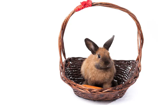 Brown bunny sitting with carrot in a basket — Stock Photo, Image