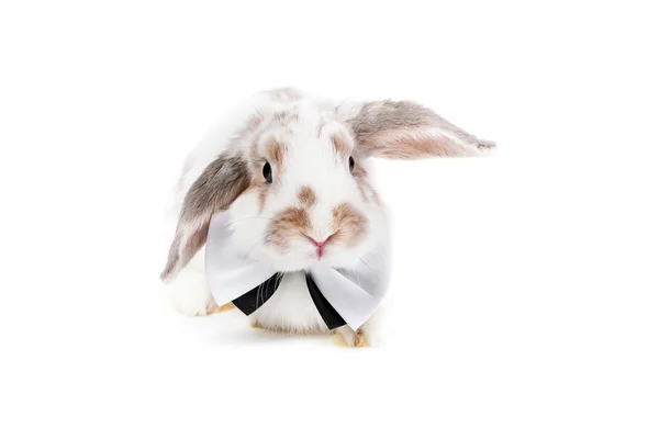 Fluffy white rabbit with the bow tie — Stock Photo, Image