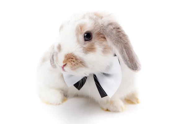 Fluffy white rabbit with the bow tie — Stock Photo, Image