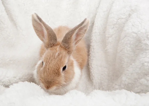 Red rabbit on white plaid — Stock Photo, Image