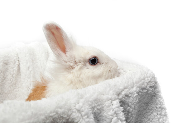 white rabbit on white plaid