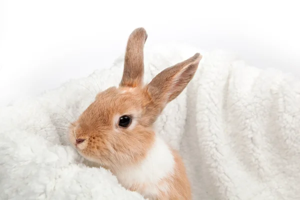 Red rabbit on knitted gray plaid — Stock Photo, Image