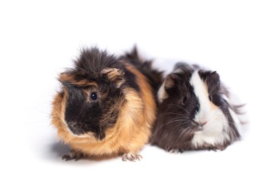 beyaz tavşan'örme gri kareli