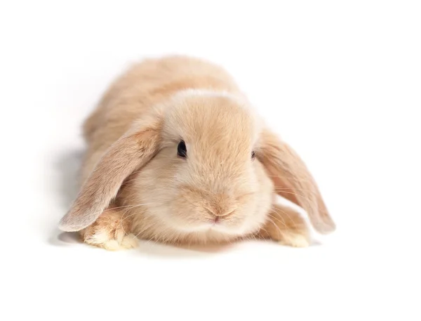 Red eared bunny with long ears — Stock Photo, Image