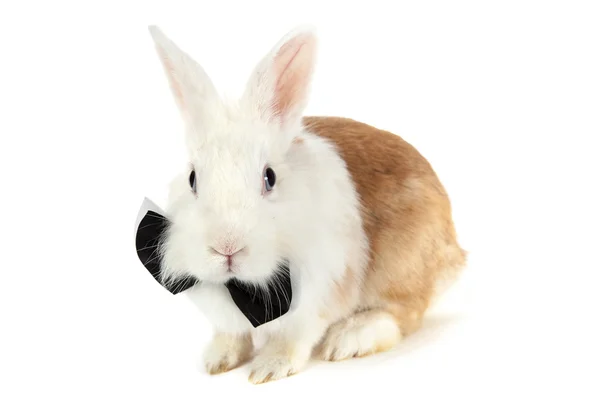 White rabbit on knitted gray plaid — Stock Photo, Image