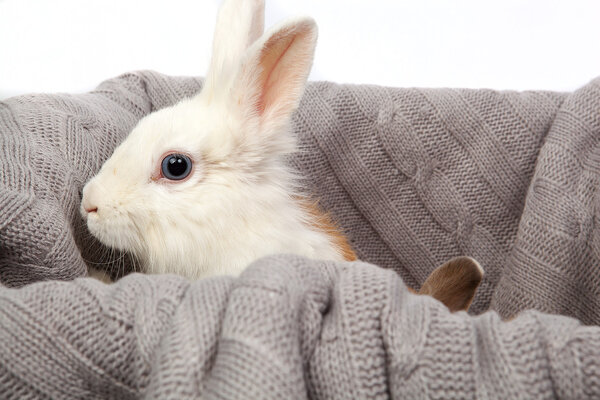 white rabbit on knitted gray plaid