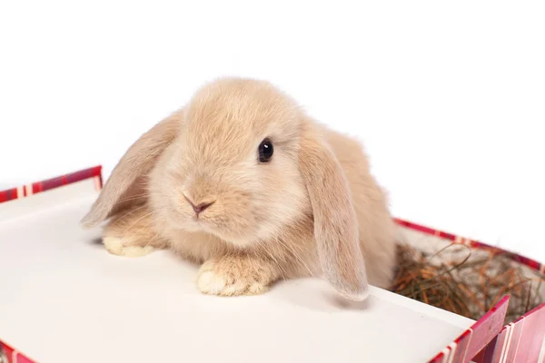 Red rabbit in a suitcase — Stock Photo, Image