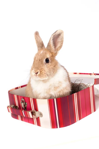 Red rabbit in a suitcase — Stock Photo, Image