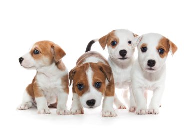 Sevimli yavru birlikte uyum içinde ayakta