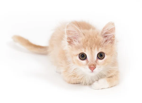 Gatinho fofo — Fotografia de Stock