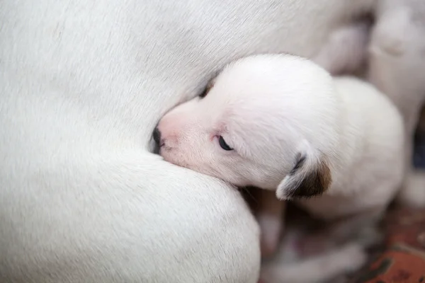 Sevimli köpek yavrusu ile anne köpek — Stok fotoğraf