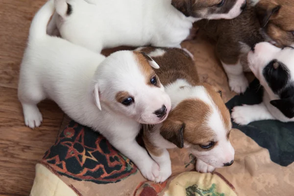 Puppies spelen — Stockfoto