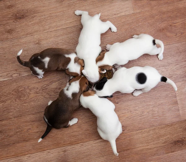 Chiots mangeant dans l'assiette — Photo