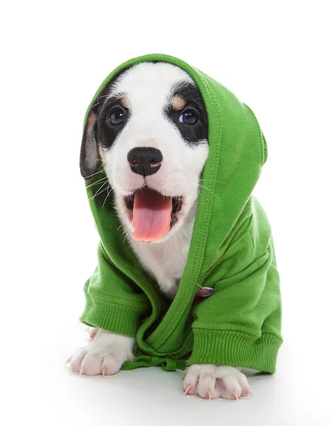 Cute pupp T-shirt with pink tongue — Stock Photo, Image