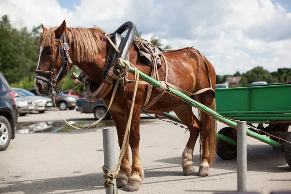 Wervelende paard vastgebonden aan het hek Rechtenvrije Stockfoto's