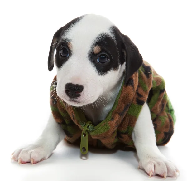 Filhote de cachorro vestido militar Imagens De Bancos De Imagens Sem Royalties