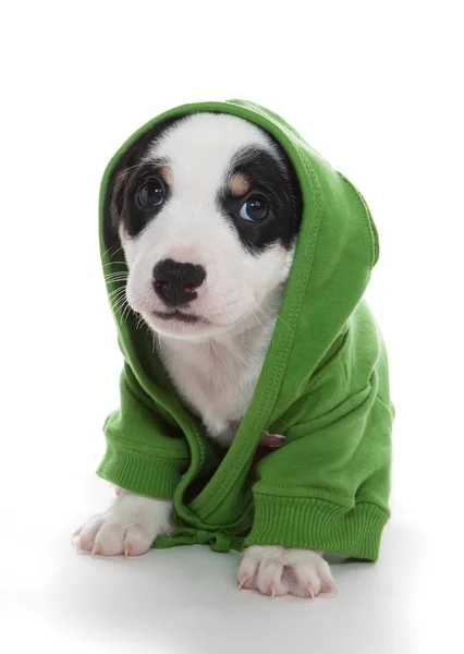 Bonito filhote de cachorro camiseta verde Fotos De Bancos De Imagens