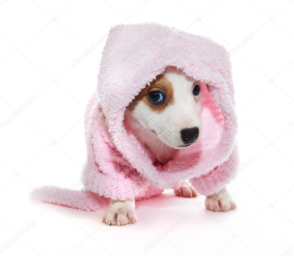 Puppy jack russell terrer in bathrobe