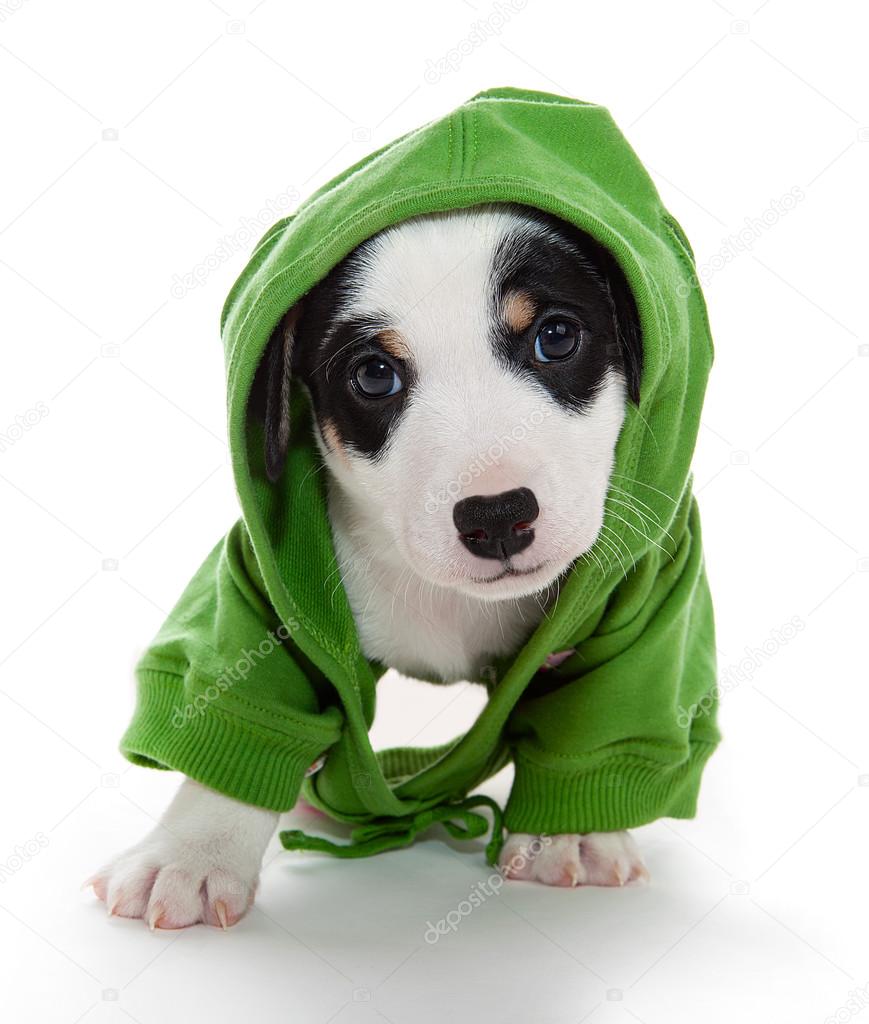 Cute puppy green T-shirt