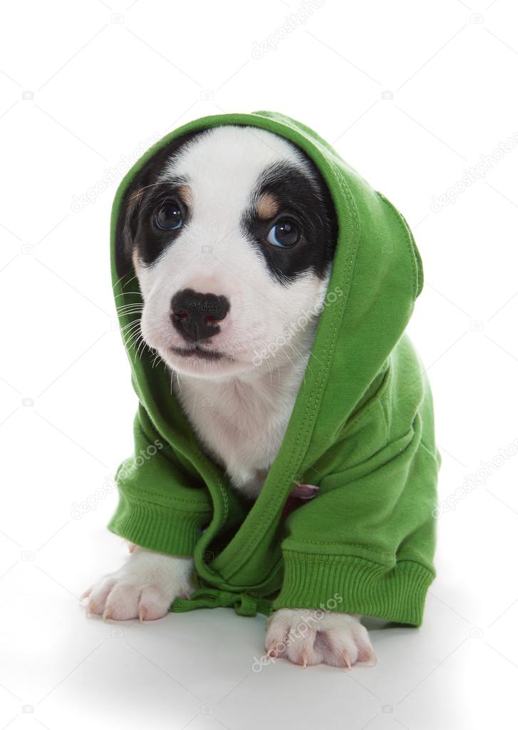 Cute puppy green T-shirt