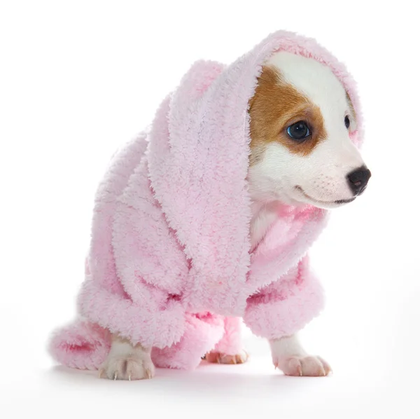 Cucciolo in accappatoio dopo un trattamento termale — Foto Stock