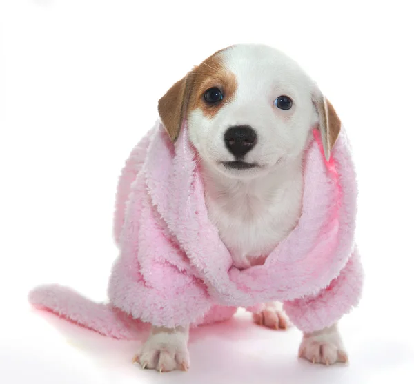 Puppy in a bathrobe after a spa treatment — Stock Photo, Image